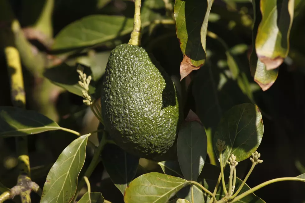 Ag News: Cali Avacado Estimates Up