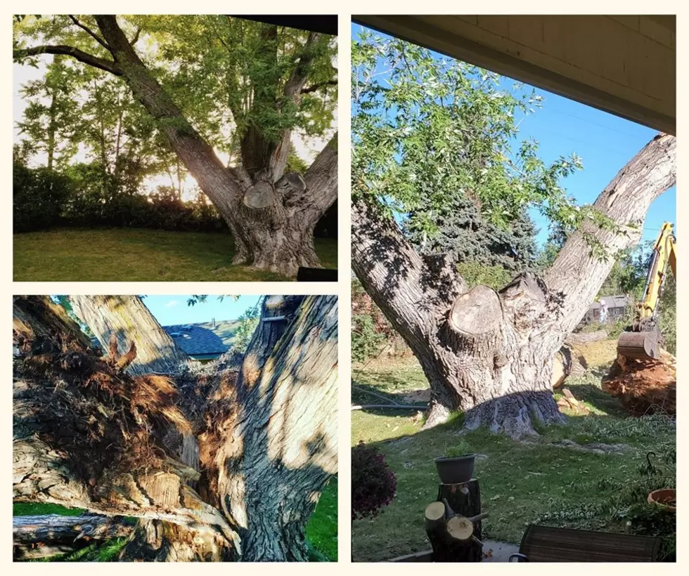 When Was the Last Time You Had Your Tree Trimmed?