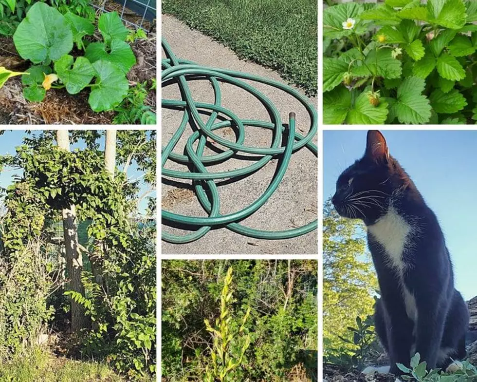 How Does Your Garden Grow: Double Watering and Watching Your Hose