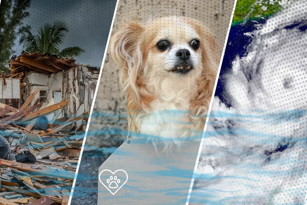 Bring a Hurricane Rescue Pet Home to Washington: Helpful Tips