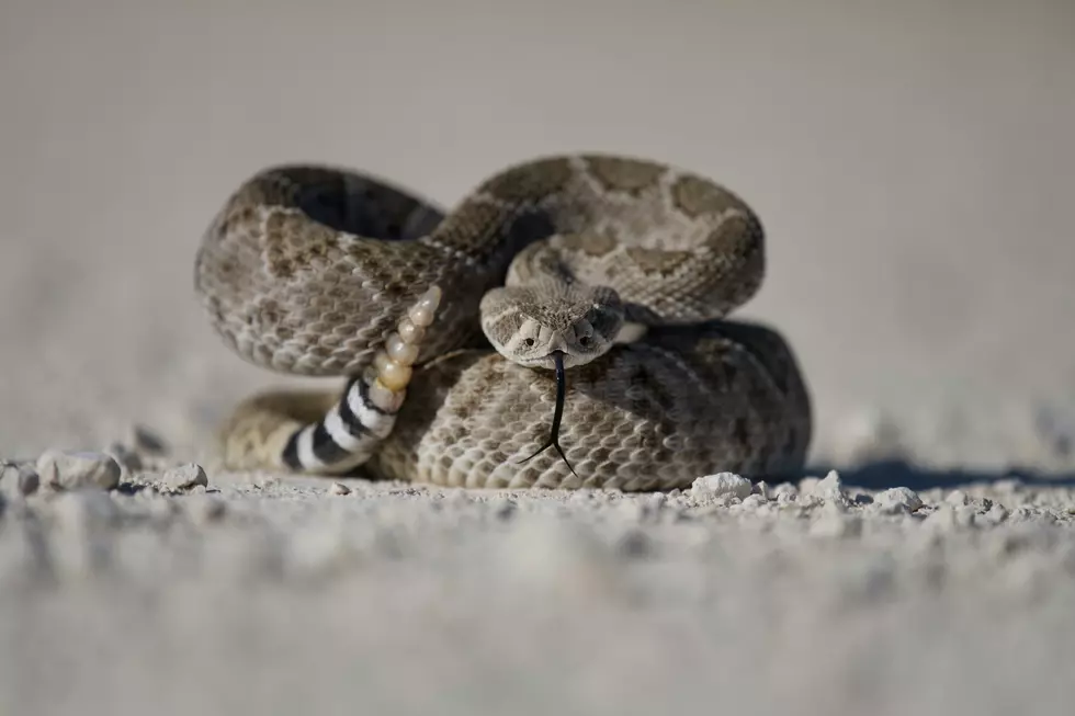 Watch out for venomous snakes in Washington, ‘Snake Season’ arrives