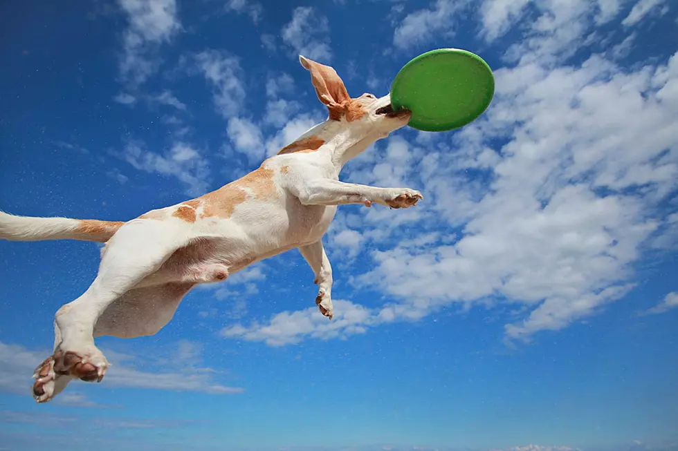 Yes, The Dog Olympics Are Real (And Totally Wooftastic)