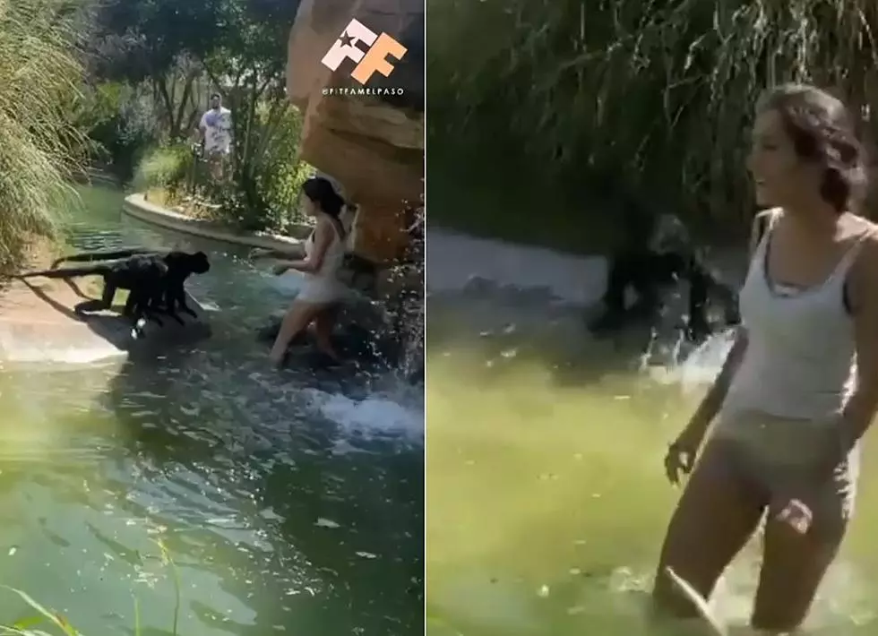 Monkey Business Lands El Paso Zoo Trespasser New Job