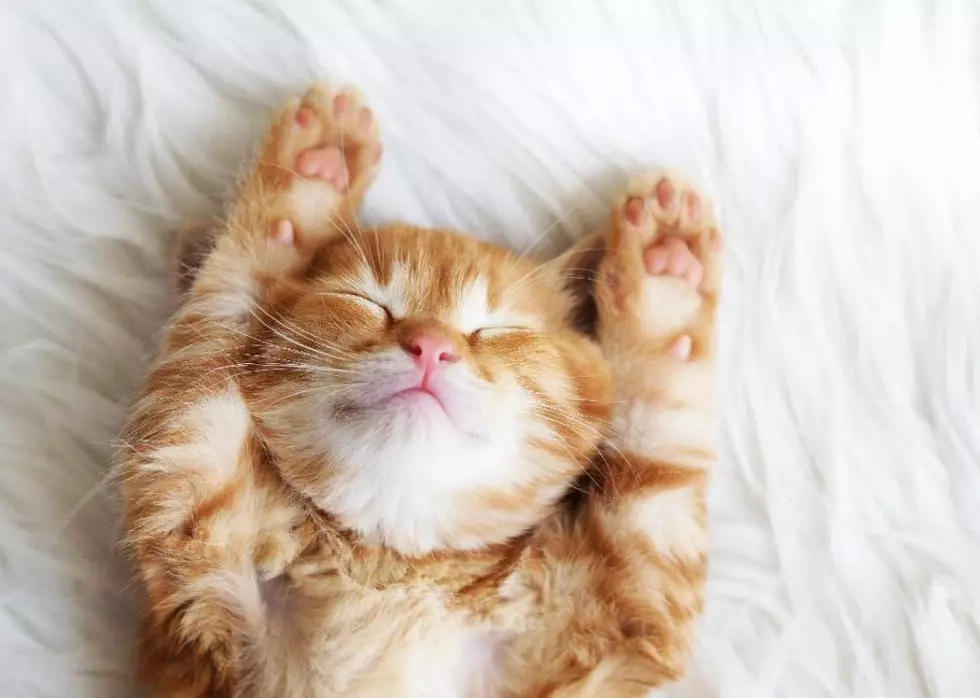 Searching for Instant Happiness? Hit Your Daily Cuddle Quota